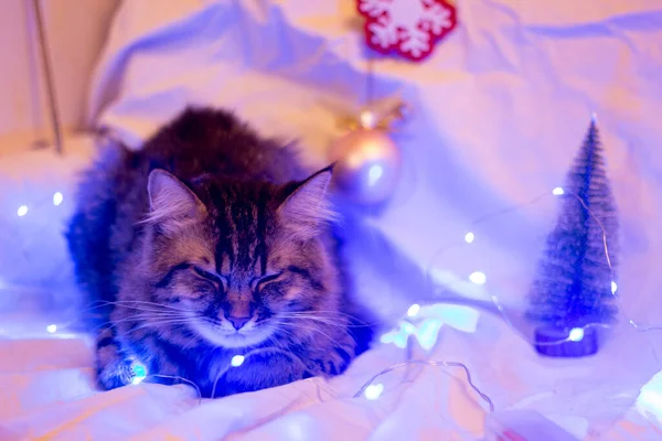 Gato Fica Perto Iluminação Árvore Natal — Fotografia de Stock