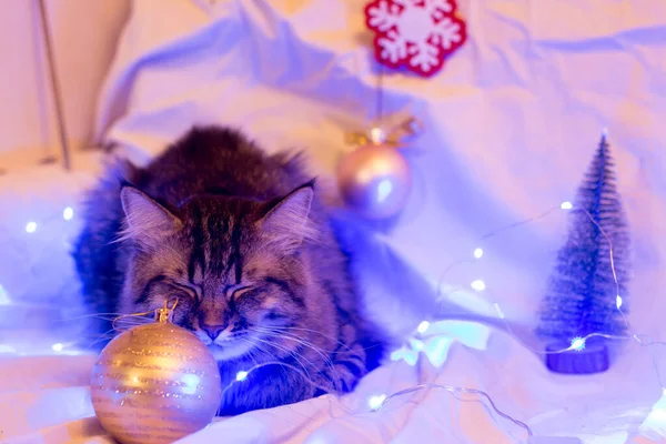 Gato Fica Perto Iluminação Árvore Natal — Fotografia de Stock