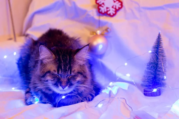 Gato Fica Perto Iluminação Árvore Natal — Fotografia de Stock