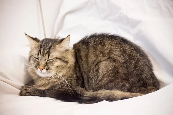 Γάτα Που Βρίσκεται Στο Κρεβάτι — Φωτογραφία Αρχείου
