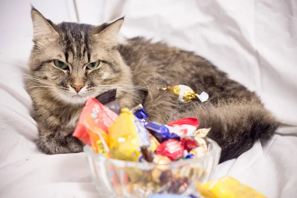 猫躺在各种不同的糖果旁边 — 图库照片