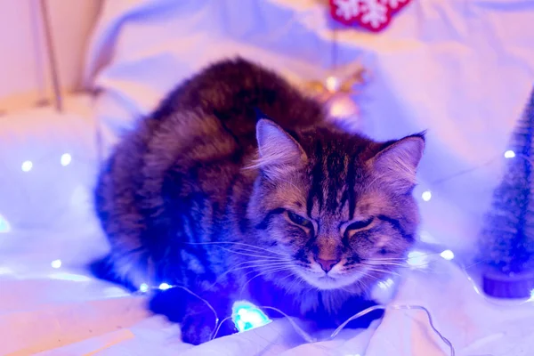 Gato Fica Perto Iluminação Árvore Natal — Fotografia de Stock