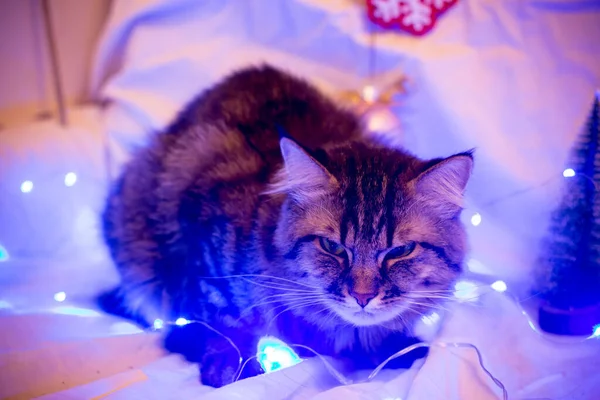 Γάτα Βρίσκεται Κοντά Στο Φως Και Χριστουγεννιάτικο Δέντρο — Φωτογραφία Αρχείου