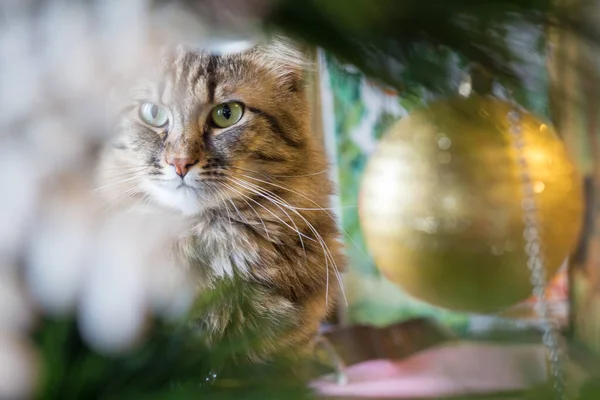 Кіт Дивиться Через Ялинку Прикраси — стокове фото