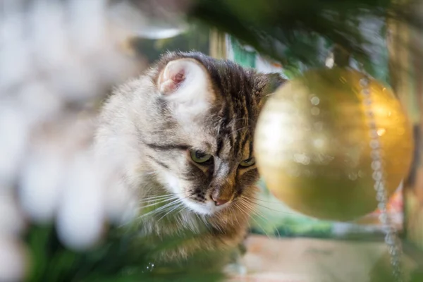 Cat Looks Christmas Tree Decoration — 图库照片