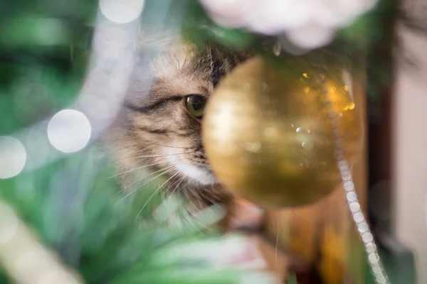 고양이는 크리스마스 트리와 장식을 — 스톡 사진