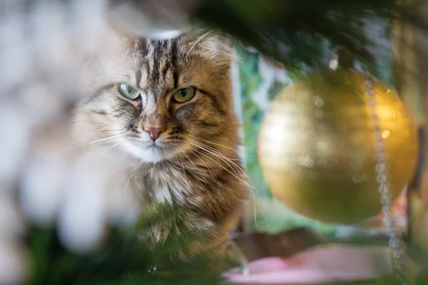 Кіт Дивиться Через Ялинку Прикраси — стокове фото