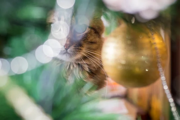 Cat Looks Christmas Tree Decoration — 图库照片