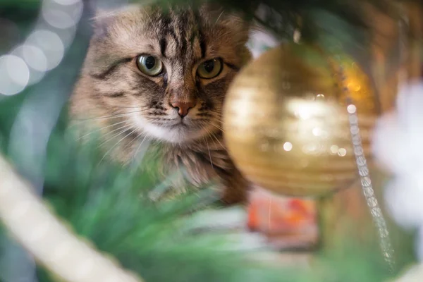 고양이는 크리스마스 트리와 장식을 — 스톡 사진