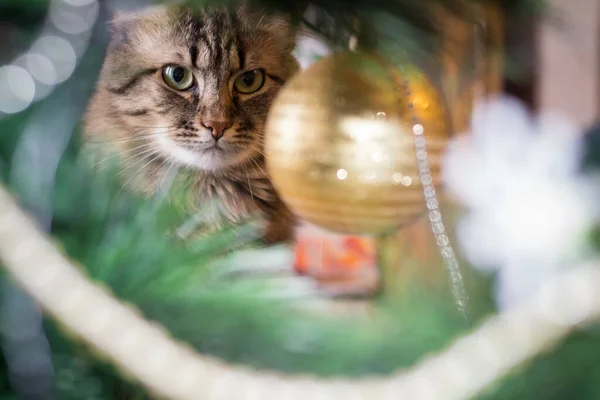 Cat Looks Christmas Tree Decoration — 图库照片