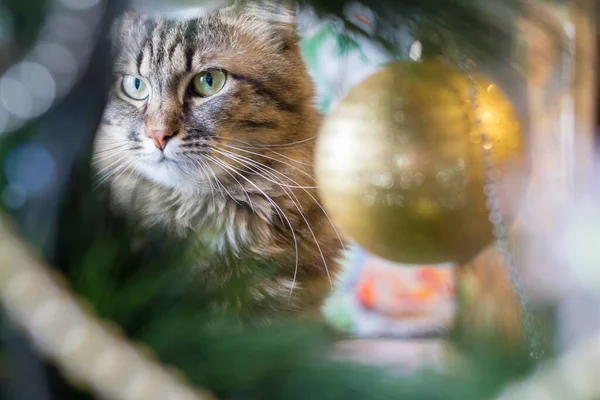 Cat Looks Christmas Tree Decoration — 图库照片