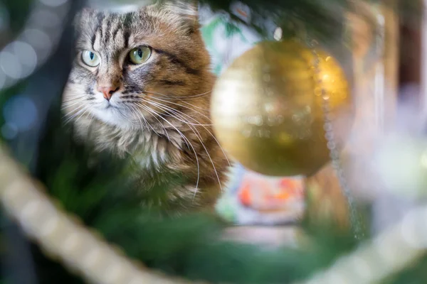 Cat Looks Christmas Tree Decoration — 图库照片