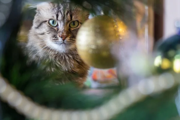 Cat Guarda Attraverso Albero Natale Decorazione — Foto Stock