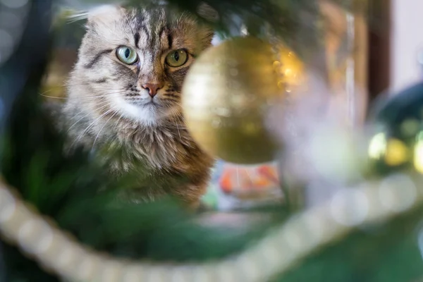 Cat Guarda Attraverso Albero Natale Decorazione — Foto Stock