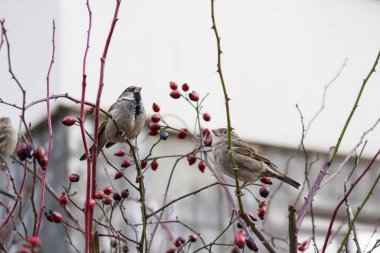 Şehirde kışın yabani bir gül çalısı üzerinde serçeler