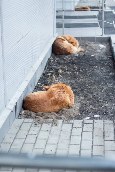 Psi Spí Před Obchodem Čekají Jídlo Lidí — Stock fotografie