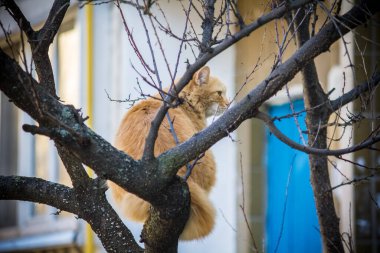 Kedi kışın şehrin yakınındaki bir ağacın üzerinde oturur.