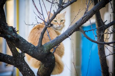 Kedi kışın şehrin yakınındaki bir ağacın üzerinde oturur.