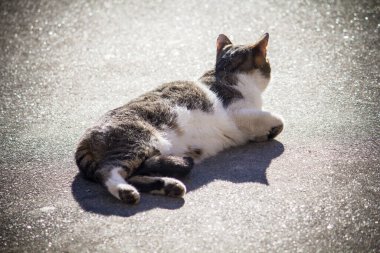 Kedi güneşli bir günde kaldırımda dinleniyor.
