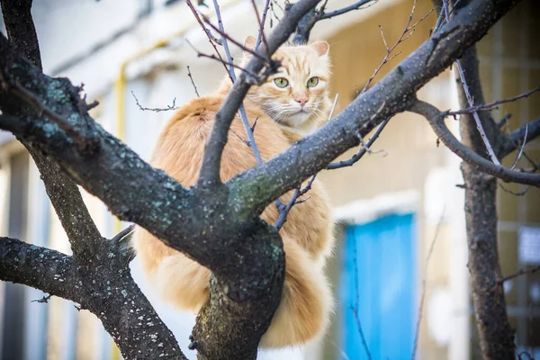 Γάτα Κάθεται Ένα Δέντρο Χειμώνα Κοντά Στο Σπίτι Στην Πόλη — Φωτογραφία Αρχείου