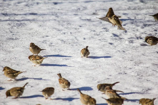 Mussen Eten Zaden Sneeuw Winter Een Zonnige Dag — Stockfoto