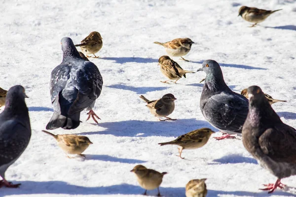 Spatzen Und Tauben Fressen Einem Sonnigen Tag Samen Schnee — Stockfoto