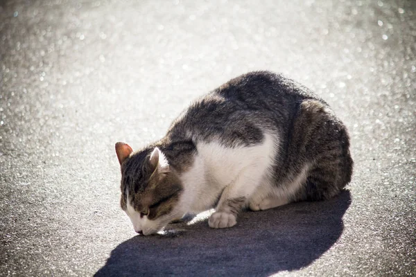 Gato Está Descansando Pavimento Dia Ensolarado — Fotografia de Stock