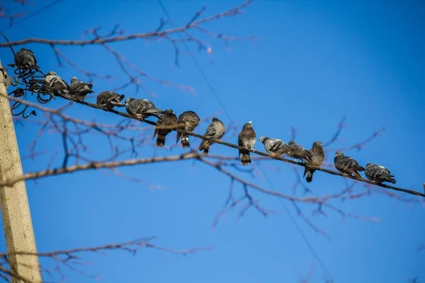 Güvercinler Mavi Gökyüzüne Karşı Bir Kabloda Otururlar — Stok fotoğraf