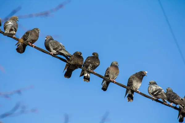 하늘을 등지고 비둘기들 — 스톡 사진