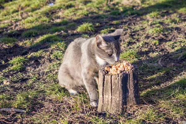Bezdomny Kot Zjada Kocie Żarcie Ulicy — Zdjęcie stockowe