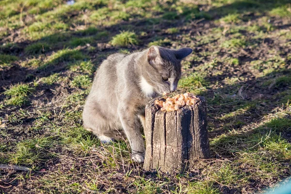 Бездомний Кіт Їсть Котячу Їжу Вулиці — стокове фото