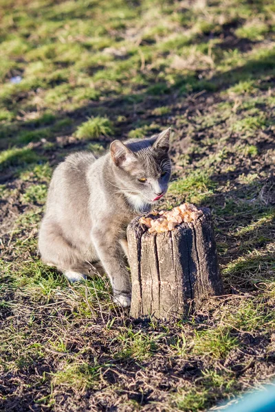 Άστεγη Γάτα Τρώει Γατοτροφή Στο Δρόμο — Φωτογραφία Αρχείου