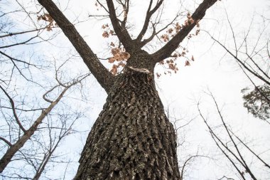 Ağaç kışın daha alçak bir açıdan alındı. Kabuk yakın çekim