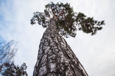 Ağaç kışın daha alçak bir açıdan alındı. Kabuk yakın çekim