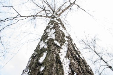 Ağaç kışın daha alçak bir açıdan alındı. Kabuk yakın çekim