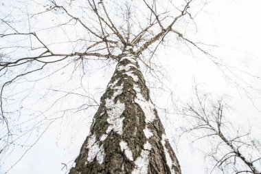 Ağaç kışın daha alçak bir açıdan alındı. Kabuk yakın çekim