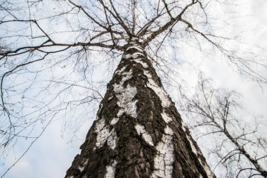 Ağaç kışın daha alçak bir açıdan alındı. Kabuk yakın çekim