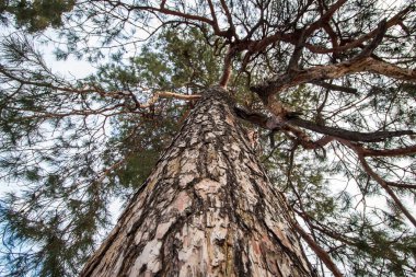 Ağaç kışın daha alçak bir açıdan alındı. Kabuk yakın çekim