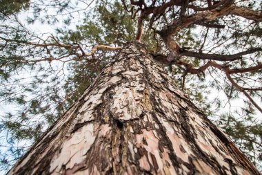 Ağaç kışın daha alçak bir açıdan alındı. Kabuk yakın çekim