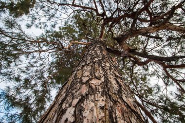 Ağaç kışın daha alçak bir açıdan alındı. Kabuk yakın çekim