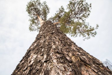 Ağaç kışın daha alçak bir açıdan alındı. Kabuk yakın çekim