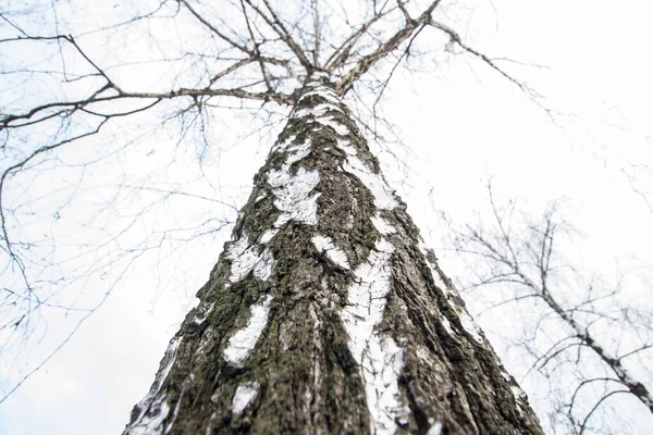 Ağaç kışın daha alçak bir açıdan alındı. Kabuk yakın çekim