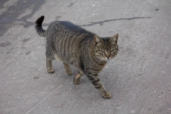 Obdachlose Katze Fand Futter Auf Der Straße Der Nähe Des — Stockfoto