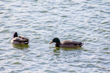 Ördekler kışın Kiev 'de Troyeschina' da gölde yüzerler.