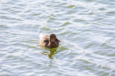 Ördekler kışın Kiev 'de Troyeschina' da gölde yüzerler.