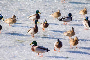 Kışın Troyeschina 'da Kiev' de gölün buzundaki ördekler