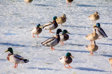 Kışın Troyeschina 'da Kiev' de gölün buzundaki ördekler