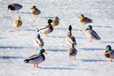 Kışın Troyeschina 'da Kiev' de gölün buzundaki ördekler