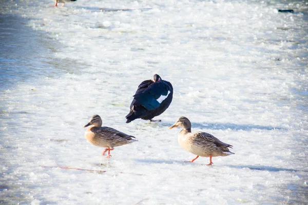 Patos Hielo Del Lago Invierno Kiev Troyeschina —  Fotos de Stock