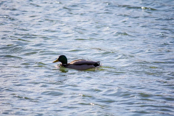 Canards Nagent Dans Lac Hiver Kiev Sur Troyeschine — Photo